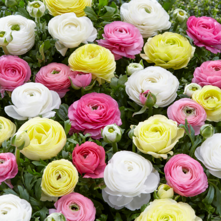 Fall Bulb Ranunculus Pastel Peonies - 25 pack