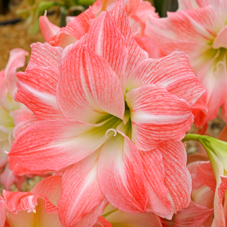 Fall Bulb Amaryllis Giant Amadeus - each