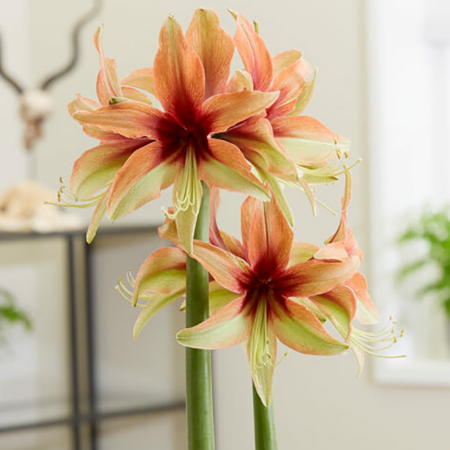 Fall Bulb Amaryllis Wild Amazone - each