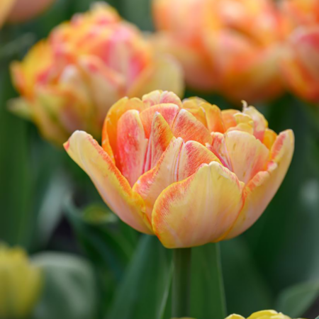 Fall Bulb Tulip Double Early Foxtrot - 10 pack