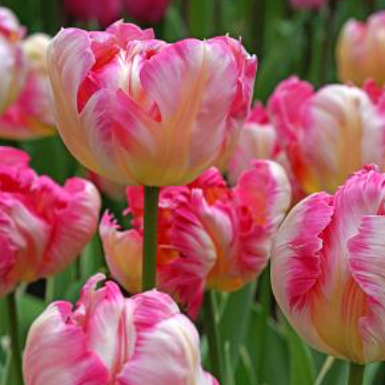 Fall Bulb Tulip Parrot Silver Parrot - 10 pack