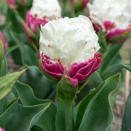 Fall Bulb Tulip Double Late Ice Cream - 10 pack