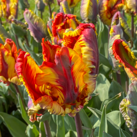 Fall Bulb Tulip Parrot Rasta - 10 pack