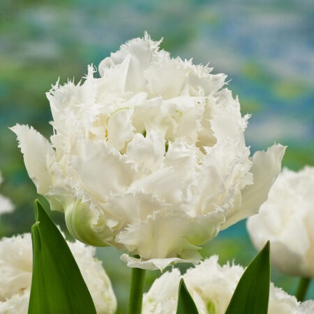 Fall Bulb Tulip Double Snow Crystal - 10 pack