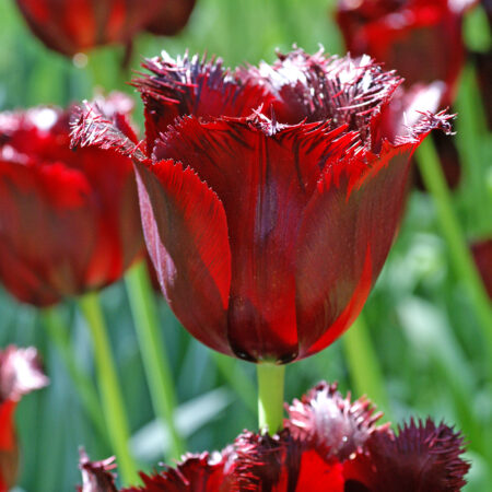 Fall Bulb Tulip Fringed Vincent Van Gogh - 10 pack