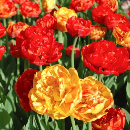 Fall Bulb Tulip Peonies Volcano - 18 pack