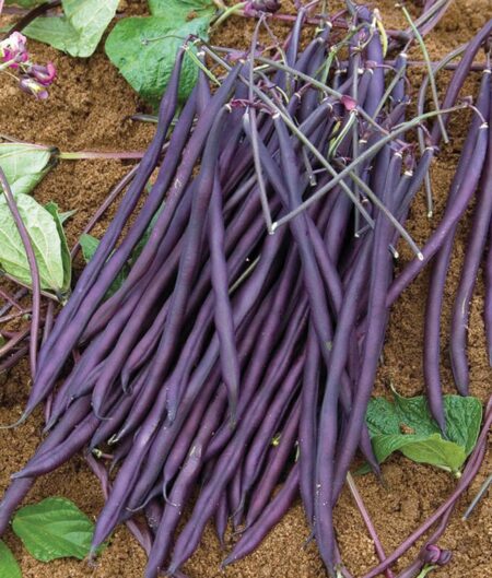 Bean Carminat Pole (62 Days)