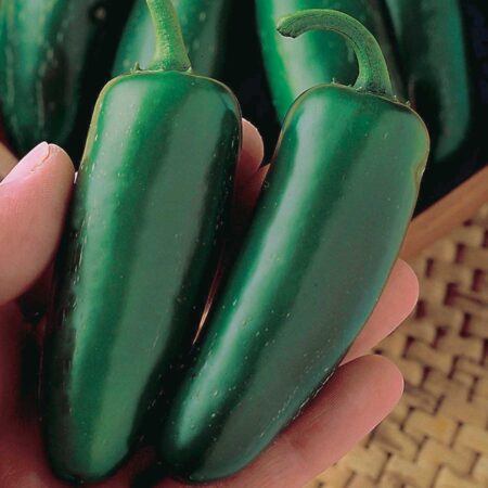 Peppers Mucho Nacho Jalapeno Hybrid (68 Days)