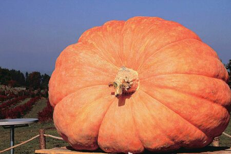Pumpkin Atlantic Giant (Treated)