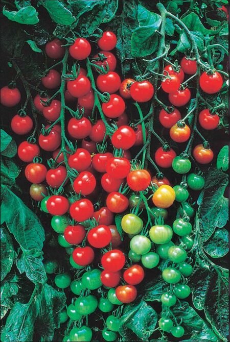 Tomato Super Swt 100 (65 Days)
