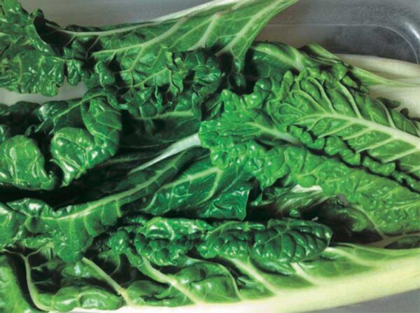 Swiss Chard Perpetual