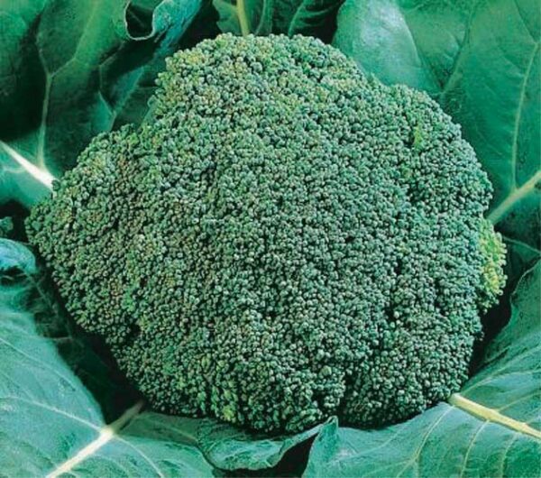 Broccoli Early Dividend Hyb. (47 Days)