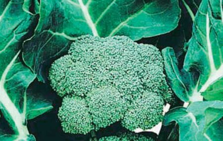 Broccoli Grn Goliath (55 Days)