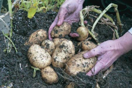 Super Spud Fertilizer (14-35-15)