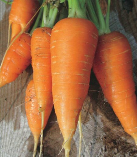 Carrots Danvers (68 Days)