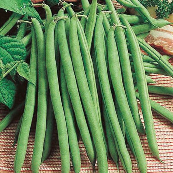 Beans Provider (52 Days)