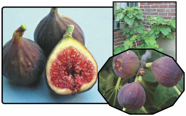 Chicago Fig Tree