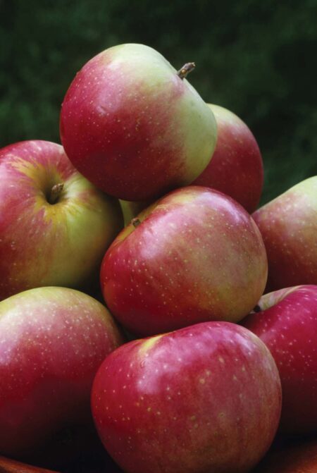 Apple Tree Zestar