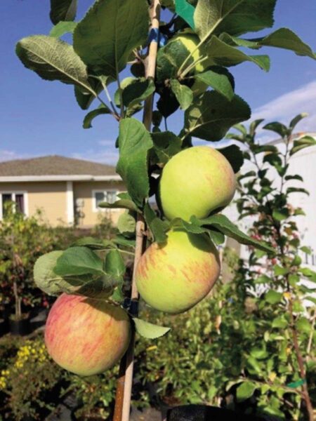 Apple Tree Valentine