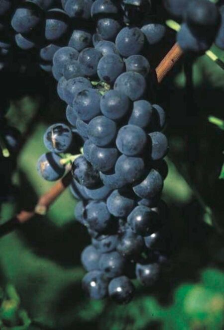 Native Grape