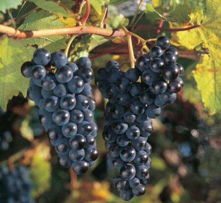 Marquette Grape