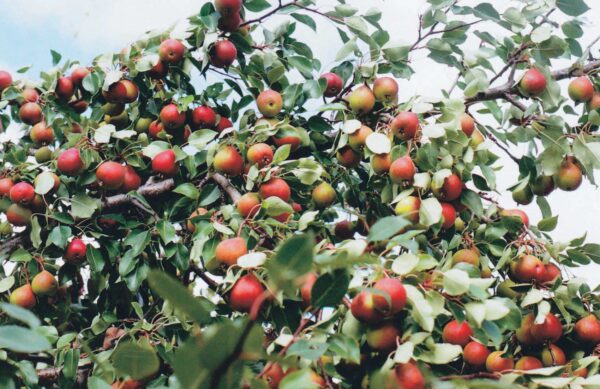 Beedle Pear Tree