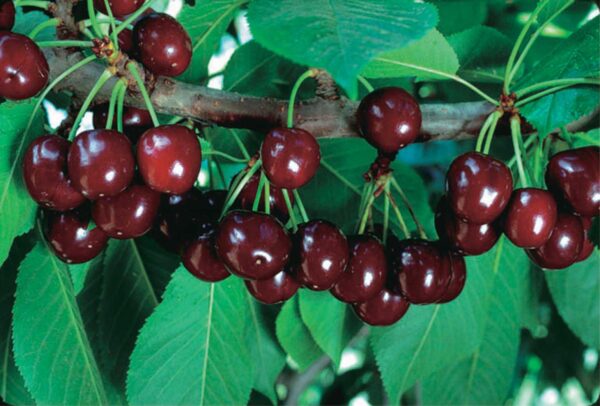 Cupid Cherry