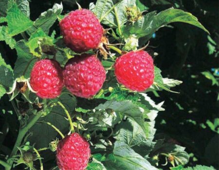 Raspberry Pathfinder