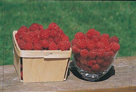 Raspberry Boyne (Regular Cane)