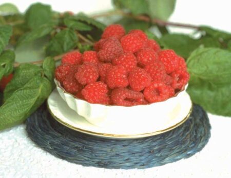 Raspberry Red River