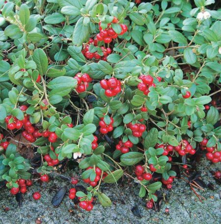 Lingonberry Red Sunset