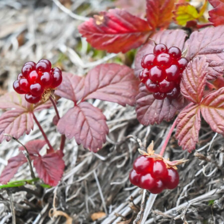 Raspberry Arctic