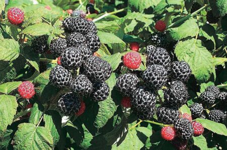 Raspberry Wyoming Black
