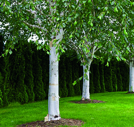 Paper Birch