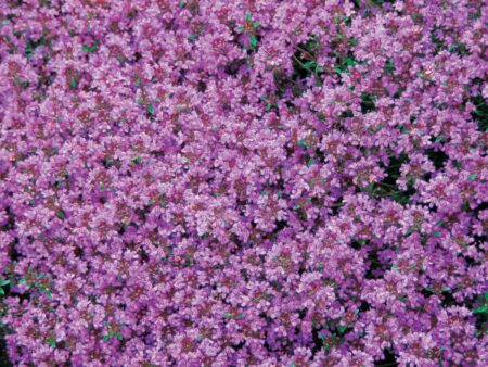 Thyme - Creeping
