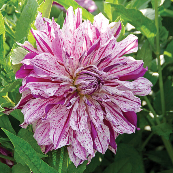 Dahlia Mom's Special