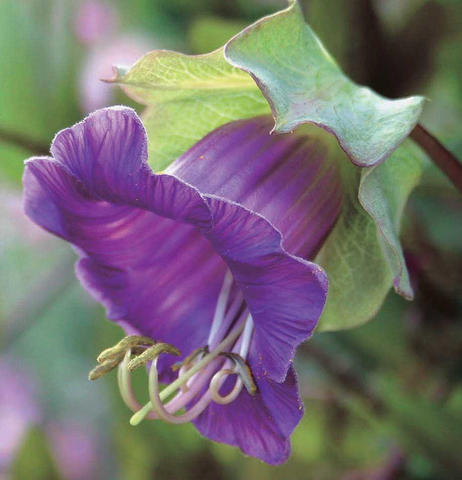 Cobaea Purple - T&T Seeds