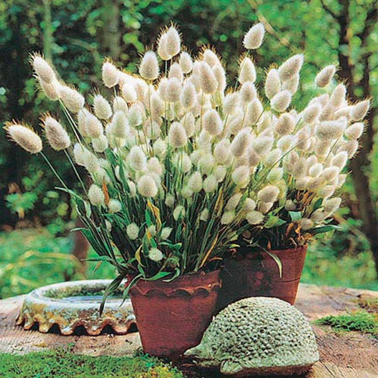 Bunny tail grass discount