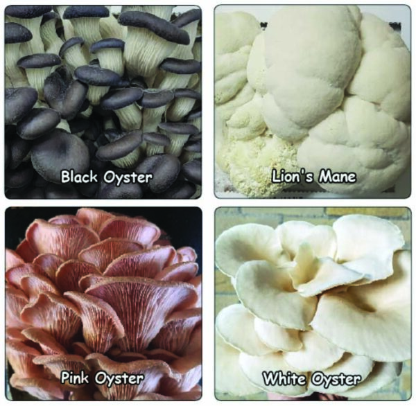 Mushroom Grow Kits