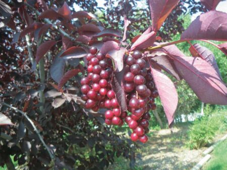 Chokecherry Robert