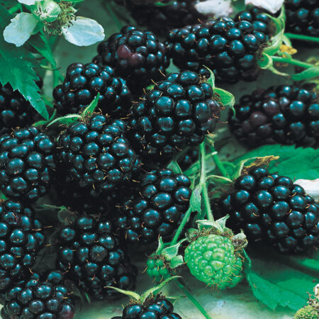 Blackberry Chester