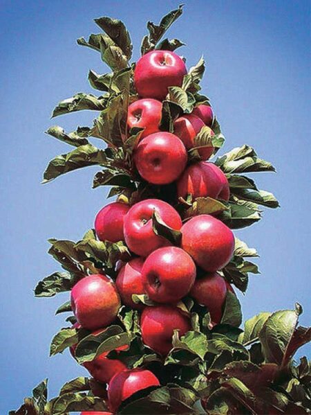 Apple Northern Arrow Treasure Red
