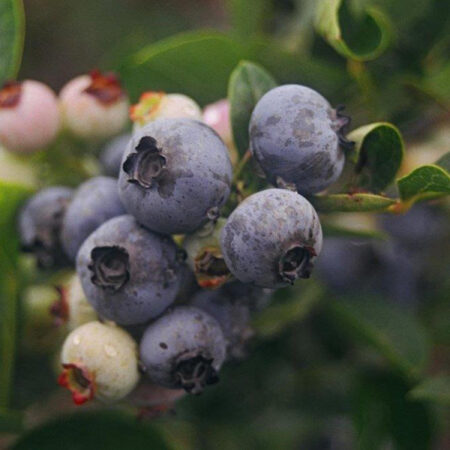 Blueberry Northland (High Bush)