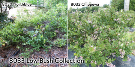 Low Bush Blueberry Collection / 2 plants