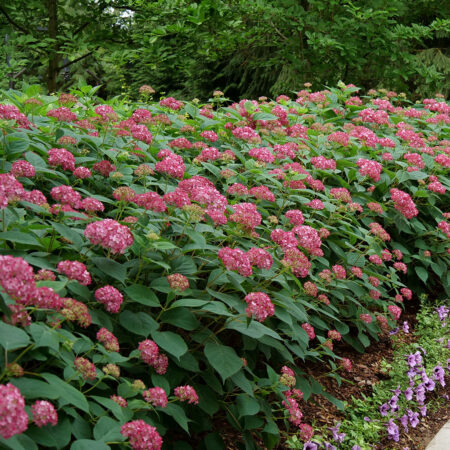 Hydrangea Invincibelle Ruby