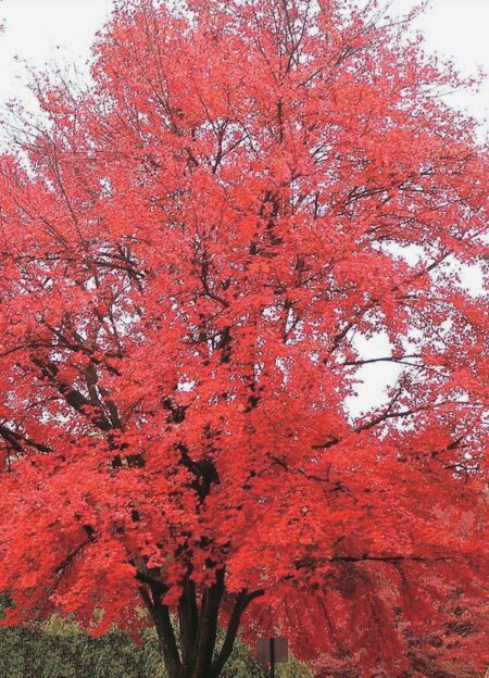 Dereks Tatarian Maple