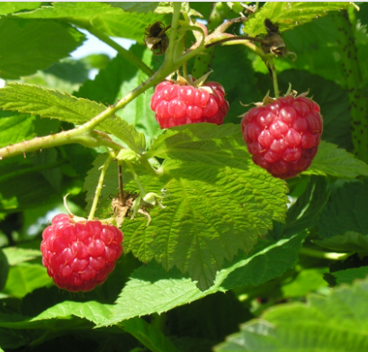 Raspberry Killarney