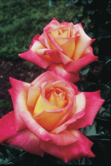 Tea Rose Love and Peace