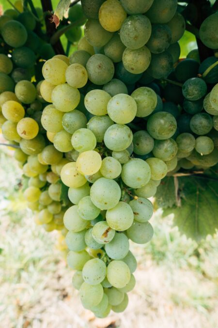 Emerald Ice Grape