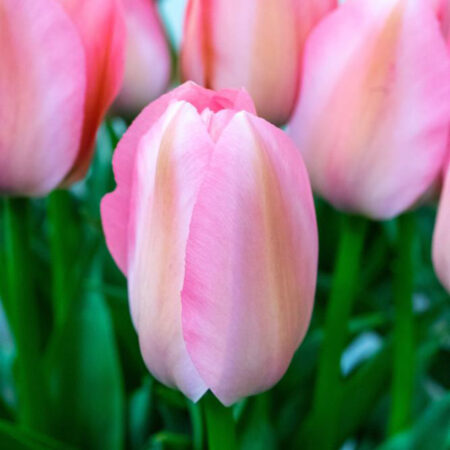 Fall Bulb Tulip Darwin Hybrid Bella Blush - 10 pack